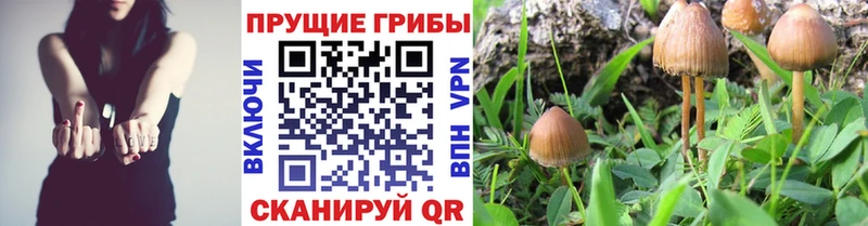 ОМГ ОМГ tor  Черкесск  Псилоцибиновые грибы Psilocybine cubensis 
